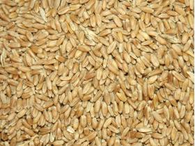 Пшеница продовольственная весовая