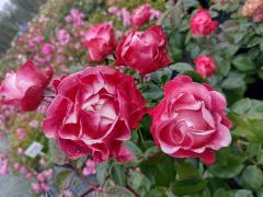 Фото 1 Розы сортовые саженцы, г.Новосибирск 2023