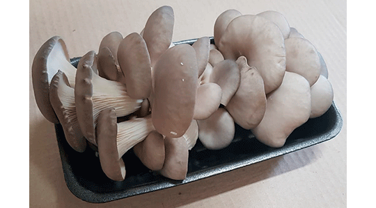 Фото выращивания грибов, грибные блоки вешенки