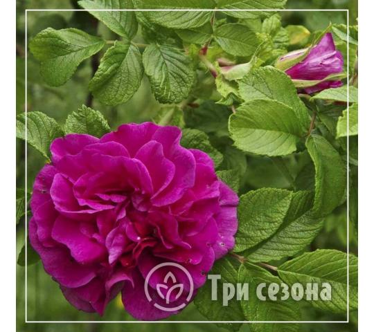 Фото 2 Роза морщинистая, г.Нижний Новгород 2023