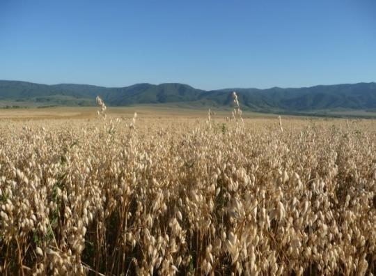 Фото 15 Производитель зерна «Успех», г.Барнаул