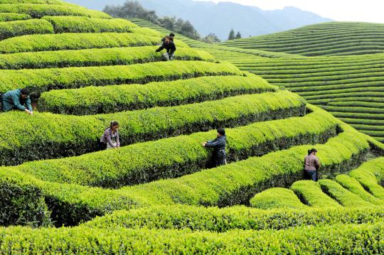 Фото 2 Вьетнам черный средний black tea TH, г.Санкт-Петербург 2024