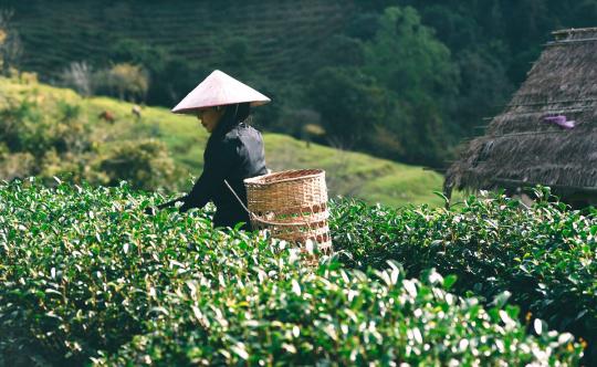 Фото 3 Вьетнам черный black tea OP1/ крупный лист, г.Санкт-Петербург 2024