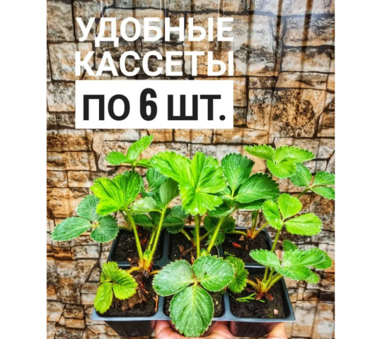 734182 картинка каталога «Производство России». Продукция Саженцы клубники, г.Калининград 2024