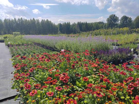 Фото 2 Питомник растений «Малиновский», г.Новосибирск