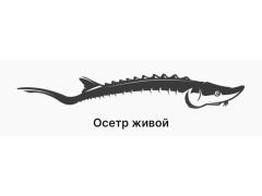 Осетровое хозяйство «Осетр Fish»