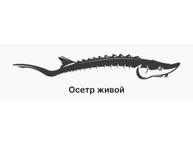 Осетровое хозяйство «Осетр Fish»