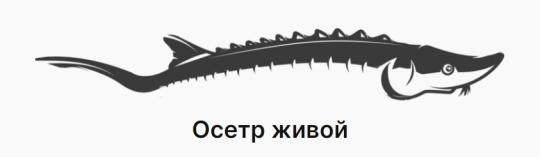 Фото №2 на стенде Осетровое хозяйство «Осетр Fish», г.Москва. 736789 картинка из каталога «Производство России».