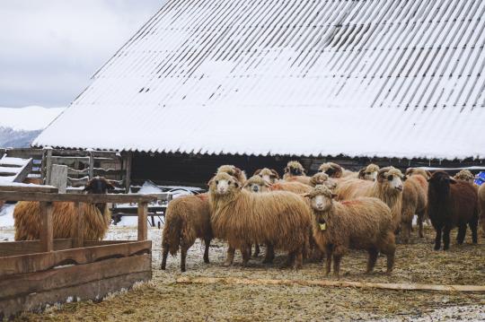 737648 картинка каталога «Производство России». Продукция Лакомства для собак из Дагестана, г.Дербент 2025