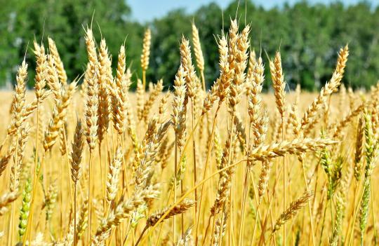 743032 картинка каталога «Производство России». Продукция Пшеница, г.Заинск 2025