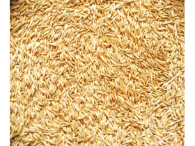 Овес кормовой