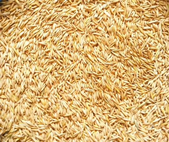 753909 картинка каталога «Производство России». Продукция Овес кормовой, г.Великий Новгород 2025