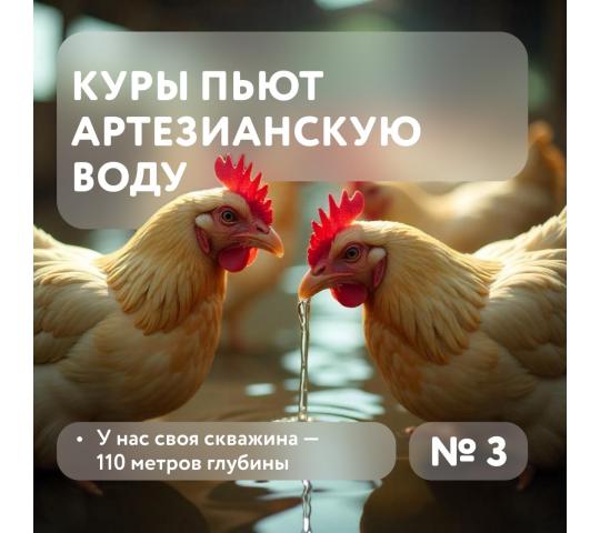 Фото 7 Птицеводческое предприятие «Выксунское», г.Выкса