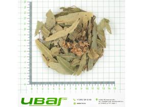 Липа цветки