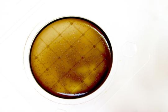 Фото 3 «Петритест®» на определение листерий (агар), г.Саратов 2025
