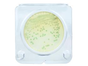 «Петритест®» на Bacillus cereus