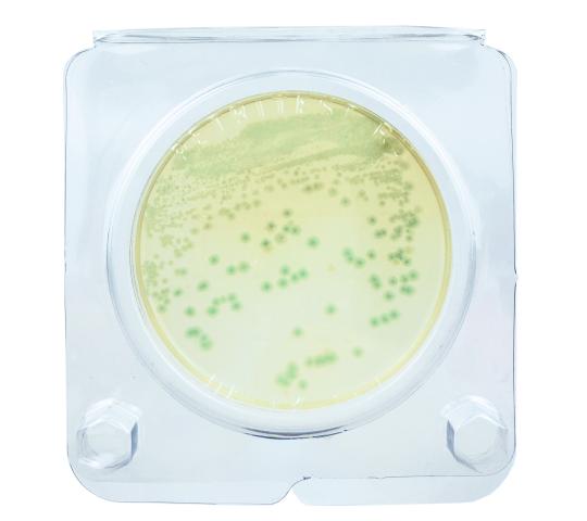 Фото 3 «Петритест®» на Bacillus cereus, г.Саратов 2025