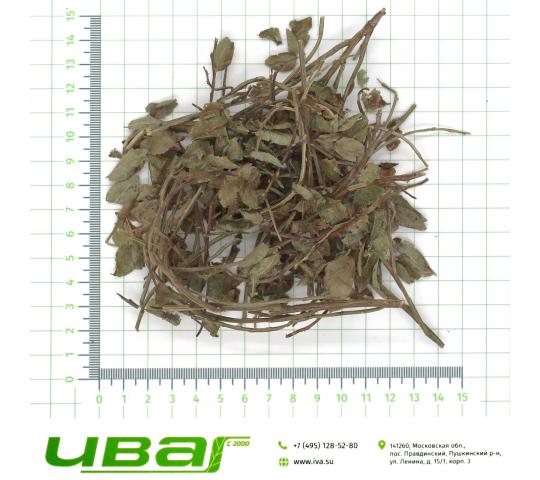 Фото 2 Черника побеги, г.Пушкино 2025