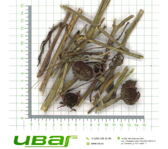 Фото 2 Эхинацея трава резаная, г.Пушкино 2025