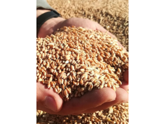 Пшеница новый урожай