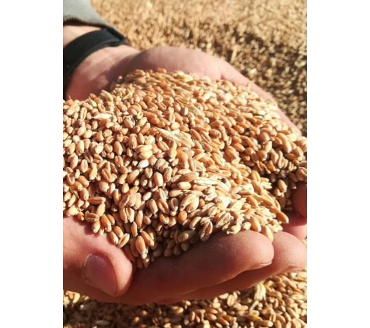 765372 картинка каталога «Производство России». Продукция Пшеница новый урожай, г.Москва 2025