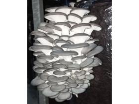 ИП Мурзина А.И.