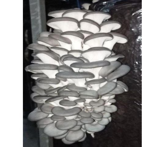 Фото №1 на стенде ИП Мурзина А.И., г.Новосибирск. 766742 картинка из каталога «Производство России».