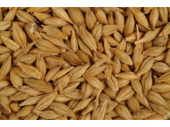 Ячмень зерно в мешках