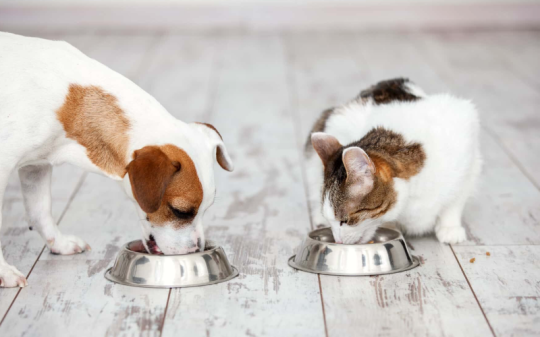 Фото 1 Сухой корм для кошек и собак