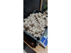 Фото 1 Грибы вешенки свежие культивируемые, г.Новосибирск 2025