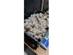 Грибы вешенки свежие культивируемые