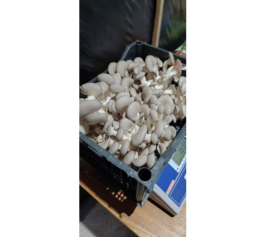 768100 картинка каталога «Производство России». Продукция Грибы вешенки свежие культивируемые, г.Новосибирск 2025