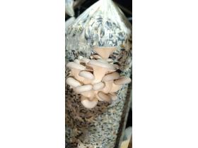 Грибы вешенки свежие культивируемые