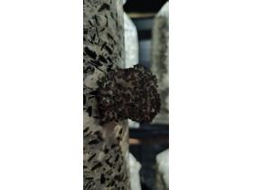 Грибы вешенки свежие культивируемые