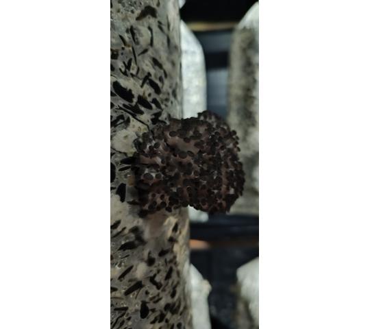 Фото 3 Грибы вешенки свежие культивируемые, г.Новосибирск 2025