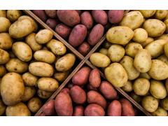 Фото 1 Картофель Гала, Анна, Ривьера и др., г.Чебоксары 2025