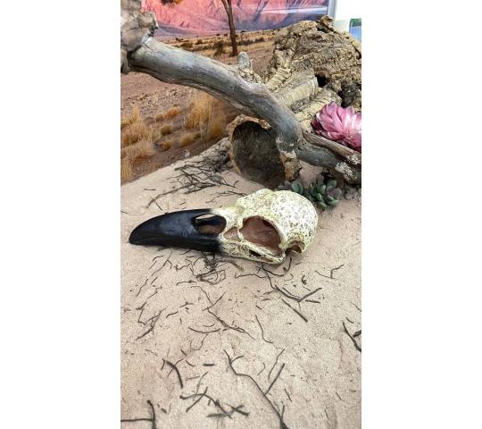 Фото 20 ИП Корпусова Е.А. Лавка Кипера, г.Москва