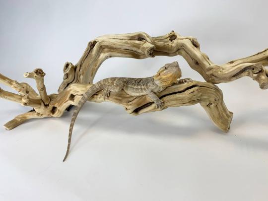 Фото 27 ИП Корпусова Е.А. Лавка Кипера, г.Москва