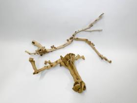 Коряги виноградная лоза