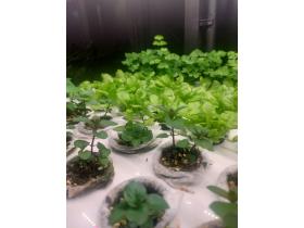 Умная теплица для кухни Дюймовочка