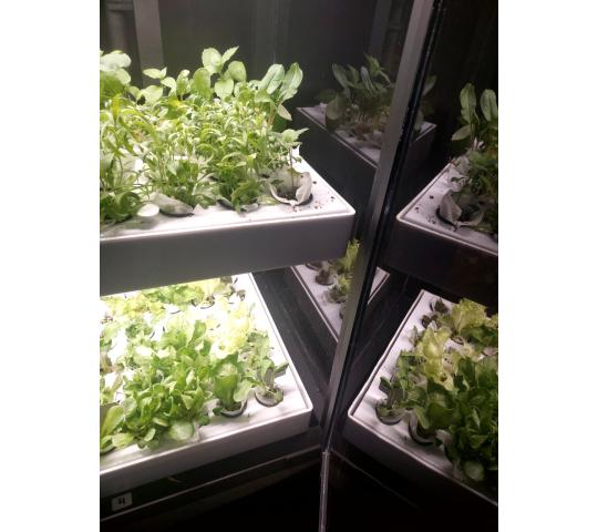 770049 картинка каталога «Производство России». Продукция Умная теплица для кухни Дюймовочка, г.Люберцы 2025 Фото 7 Умная теплица для кухни Дюймовочка, г.Люберцы 2025