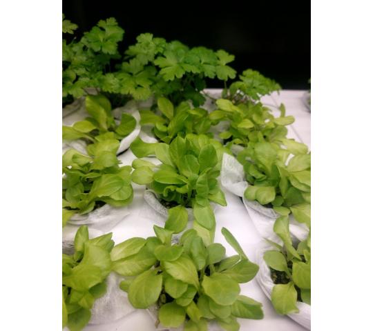 770050 картинка каталога «Производство России». Продукция Умная теплица для кухни Дюймовочка, г.Люберцы 2025 Фото 8 Умная теплица для кухни Дюймовочка, г.Люберцы 2025