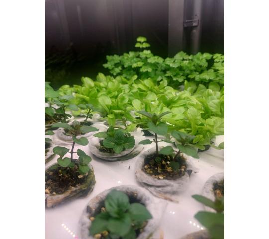 770051 картинка каталога «Производство России». Продукция Умная теплица для кухни Дюймовочка, г.Люберцы 2025 Фото 9 Умная теплица для кухни Дюймовочка, г.Люберцы 2025