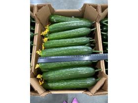 Тепличный Огурец Гладкий Мева