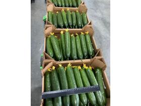 Тепличный Огурец Гладкий Мева