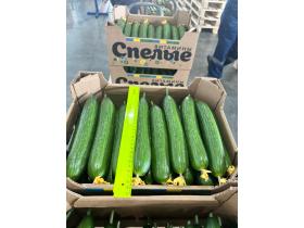 Тепличный Огурец Гладкий Мева