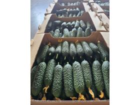 Огурец тепличный колючий короткоплодный Бъёрн