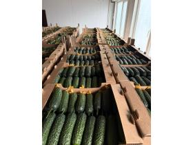 Огурец тепличный колючий короткоплодный Бъёрн