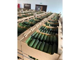 Огурец тепличный колючий короткоплодный Бъёрн