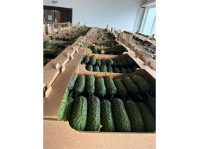 Огурец тепличный колючий короткоплодный Бъёрн